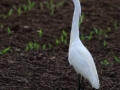 Aigrette garzette .jpg