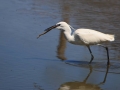 Aigrette garzette  (1).jpg