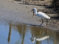 Aigrette garzette  (2).jpg