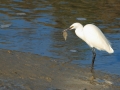 Aigrette garzette-4845.jpg