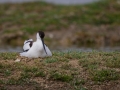 Avocette élégante 2