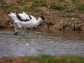 Avocette élégante 3