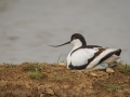 Avocette élégante