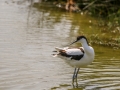 Avocette Elégante-2.jpg