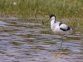 Avocette Elégante-4.jpg