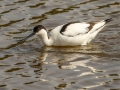 Avocette Elégante.jpg