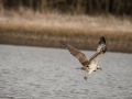 Balbuzard Pêcheur-4019