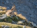 Bouquetin des Alpes-0501.jpg