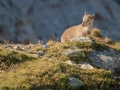 Bouquetin des Alpes-0516.jpg