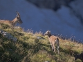 Bouquetin des Alpes-0578.jpg