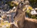 Bouquetin des Alpes-0861.jpg