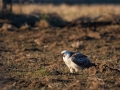 Buse Variable-0845