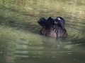 Canard Carolin Parc Ornithologique Saint hilaire la Palude deux Sevres-7689