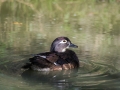 Canard Carolin Parc Ornithologique Saint hilaire la Palude deux Sevres-7700