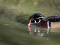 Canard Carolin Parc Ornithologique Saint hilaire la Palude deux Sevres-7706