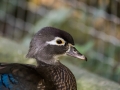 Canard Carolin Parc Ornithologique Saint hilaire la Palude deux Sevres-7816