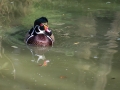 Canard Carolin Parc Ornithologique Saint hilaire la Palude deux Sevres Canard Mandarin -7703