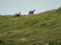 Chamois Sancy Val de Courre-8111.jpg