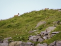 Chamois Sancy Val de Courre-8119.jpg