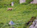 Chamois Sancy Val de Courre-8126.jpg