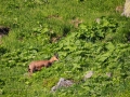 Chamois Sancy Val de Courre-8135.jpg