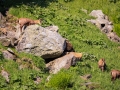 Chamois Sancy Val de Courre-8137.jpg