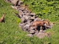 Chamois Sancy Val de Courre-8142.jpg