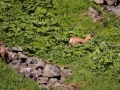 Chamois Sancy Val de Courre-8143.jpg