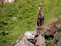 Chamois Sancy Val de Courre-8154.jpg