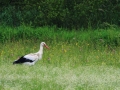 Cigogne blanche (2).jpg