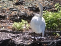 Cygne Chanteur Parc Ornithologique Saint hilaire la Palude deux Sevres-7671