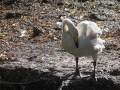 Cygne Chanteur Parc Ornithologique Saint hilaire la Palude deux Sevres-7672