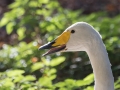 Cygne Chanteur Parc Ornithologique Saint hilaire la Palude deux Sevres-7675