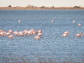 Flamant Rose-5962