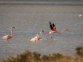 Flamant Rose-5976