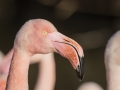 Flamant Rose-6124