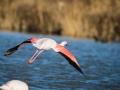 Flamant Rose-6187