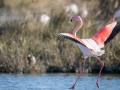 Flamant Rose-6270