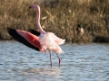 Flamant Rose-6278