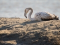 Flamant Rose-6328