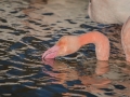 Flamant Rose-6565