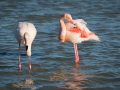 Flamant Rose-6680