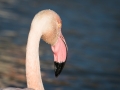 Flamant Rose-6729