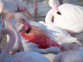 Flamant Rose-6733