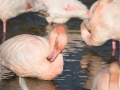 Flamant Rose-6736