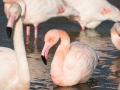 Flamant Rose-6737