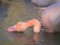 Flamant Rose-6740