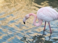 Flamant Rose-6795