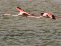 Flamant rose-5826.jpg