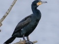 Grand Cormorand-1705.jpg